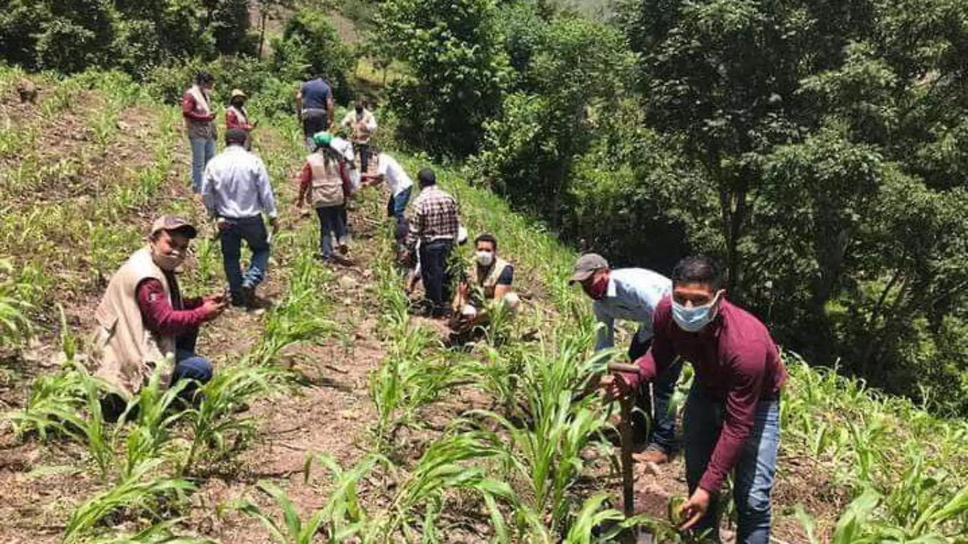 campesinos sembrando maíz 